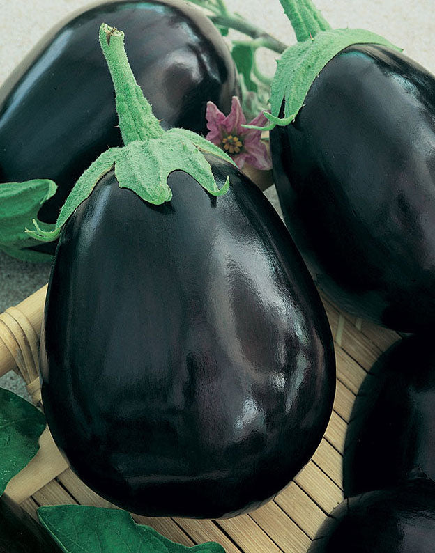 Melanzana di Rimini 3 Eggplant organic seeds - Aubergine