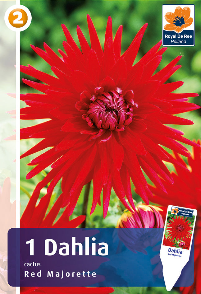 Dahlia Cactus Red Majorette