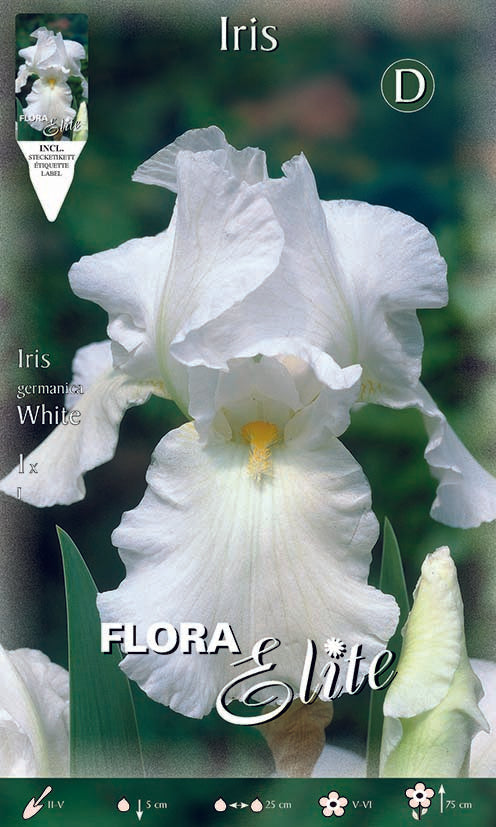 Iris Germanica Bianco