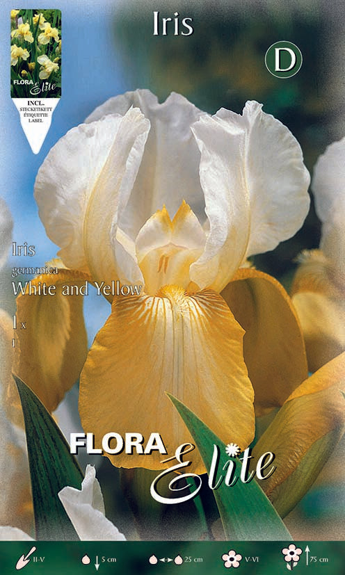 Iris Germanica Bianco e Giallo