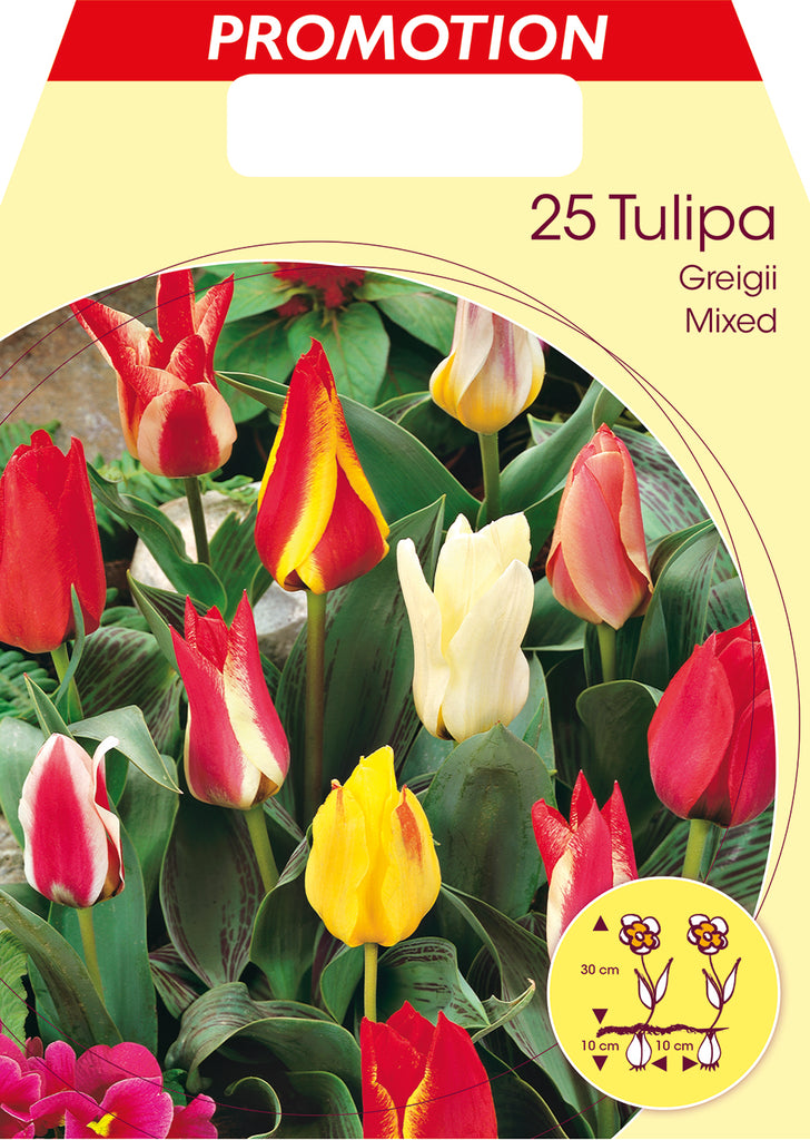 Tulipani Botanici Miscuglio