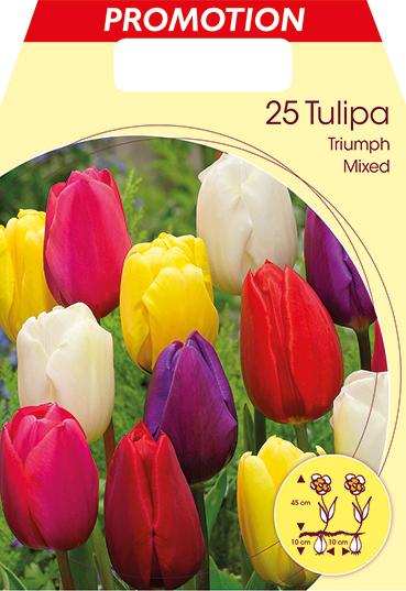 Bulbi di Tulipani Trionfo Miscuglio