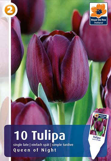 Bulbi di Tulipano Semplice Tardivo Queen Of Night