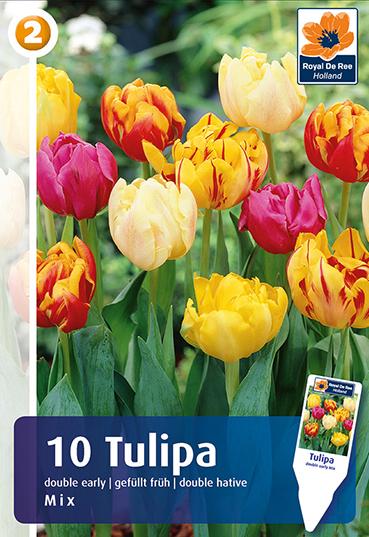 Bulbi di Tulipano Doppio Miscuglio