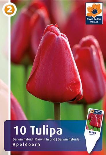 Bulbi di Tulipano Darwin Ibrido Apeldoorn