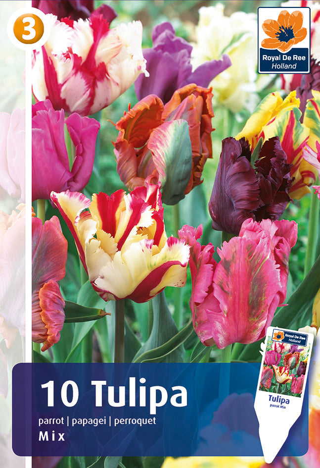 Bulbi di Tulipano Pappagallo Miscuglio
