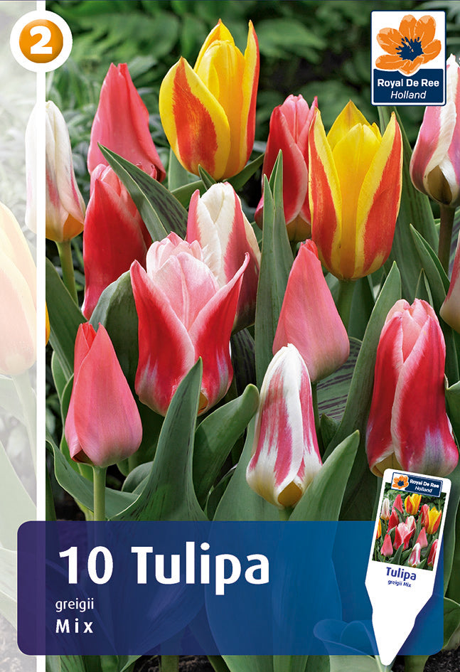Tulipano Botanico Miscuglio
