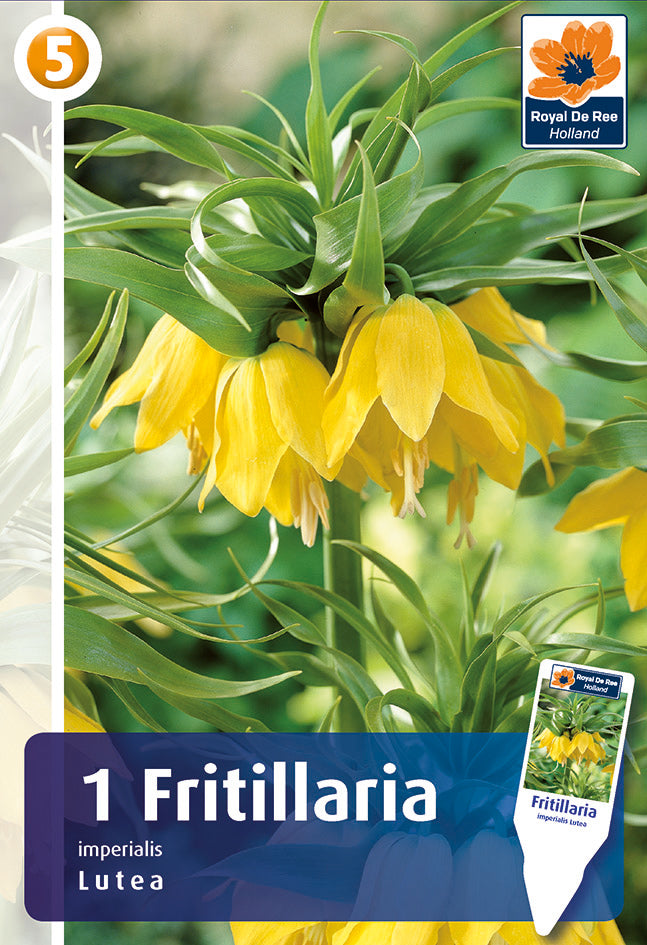 Bulbi di Fritillaria Imperiale Lutea