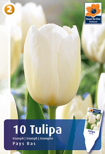 Bulbi di Tulipano Trionfo Pays Bas