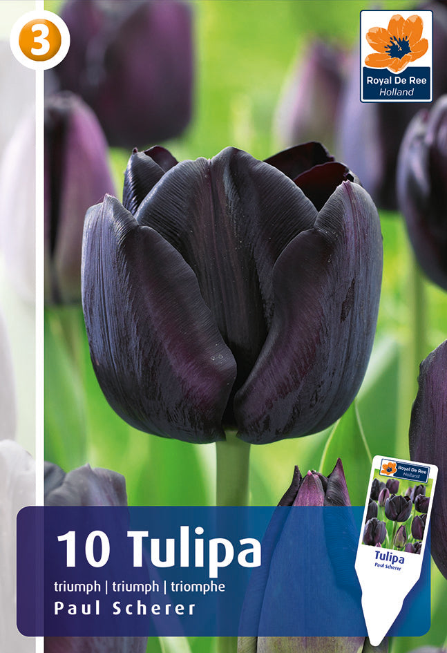 Bulbi di Tulipano Trionfo Paul Sheerer