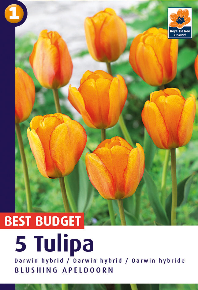 Bulbi di Tulipano Blushing Apeldoorn