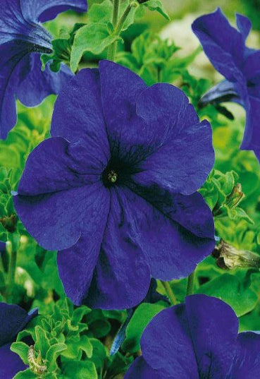 Semi di Petunia Semplice Blu