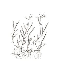 Sementi da prato di Cynodon - Gramigna Gentile (erba Capriola) - Pellettato 55%