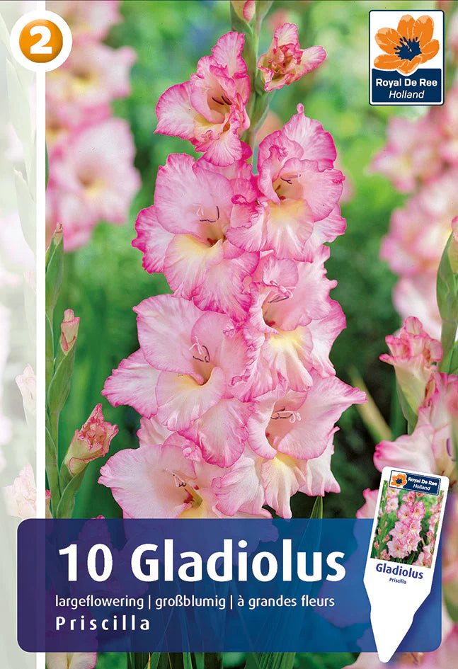 Bulbi di Gladiolo Grandiflora Priscilla
