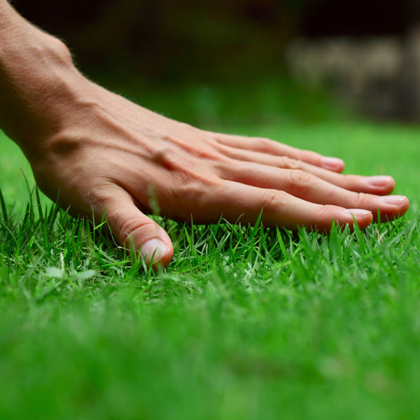 Semina prato: come scegliere il tappeto erboso più adatto alle tue esigenze