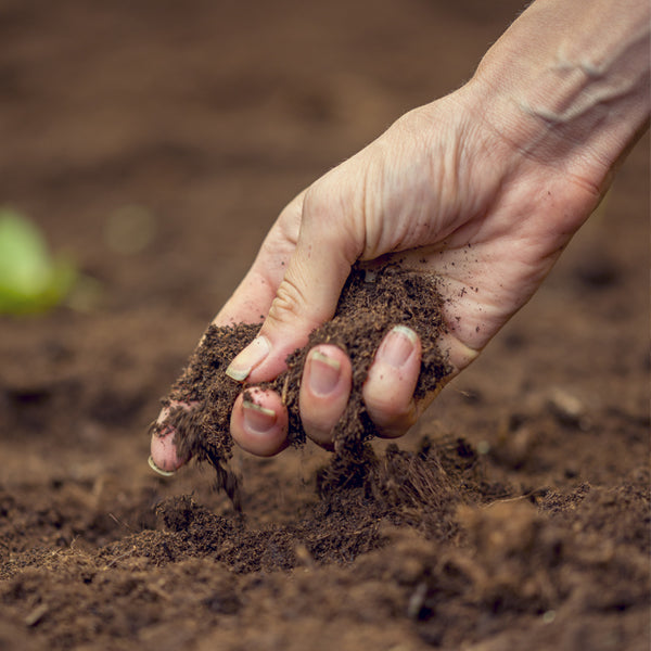 Semi da orto: quali caratteristiche deve avere il terreno per avere un raccolto di successo