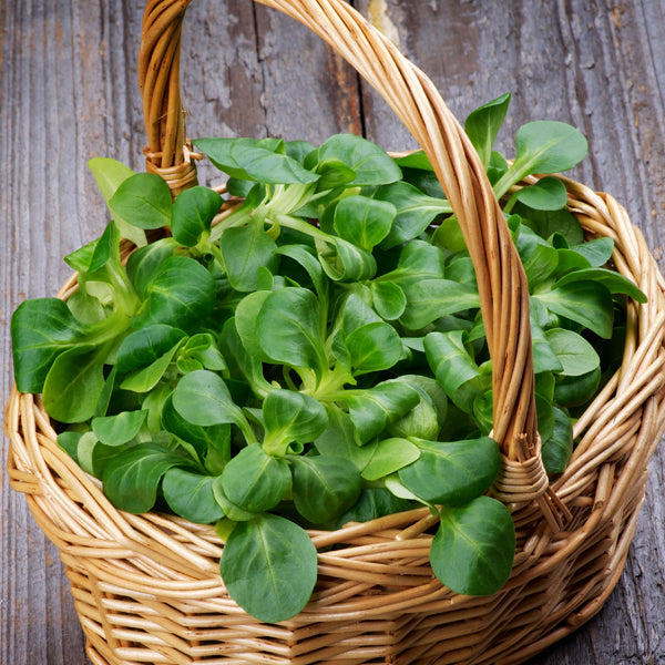 L'insalata valeriana: uno degli ortaggi d'inverno più coltivati. Caratteristiche ed utilizzi