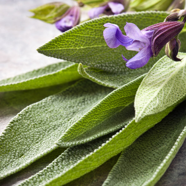 Salvia pianta aromatica: utilizzo in cucina e proprietà curative