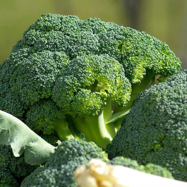 Broccoli: benefici e proprietà di questa varietà da orto
