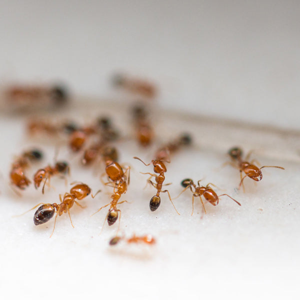 Formiche in casa? Ecco come tenerle lontano con gli insetticidi