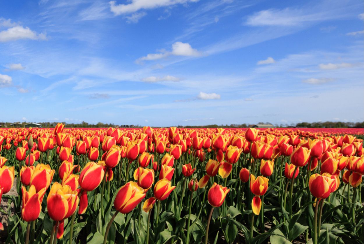 6 Bulbi Di Tulipano Sani E Vigorosi – Robusti, Compatti, Con Buona Germinazione, Adatti A Giardino E Balcone - Foto 1