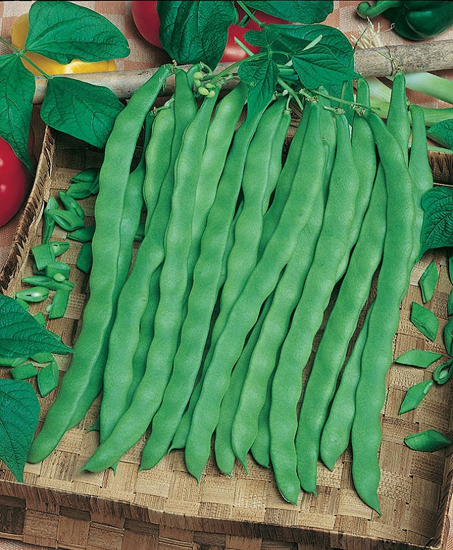 Semi Fagiolo senza fili Rampicante Cobra Olter 1 kg - Acquista Online su Semi Fagiolo senza fili Rampicante Cobra Olter 1 kg - Acquista Online su