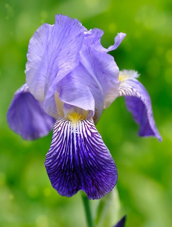Germanic Iris