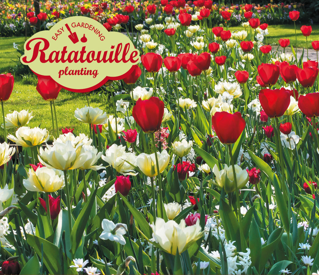 Ratatouille Red & White Tones