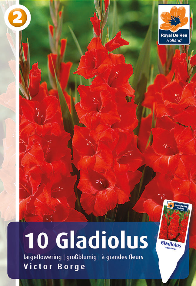Gladiolo Grandiflora Victor Borge