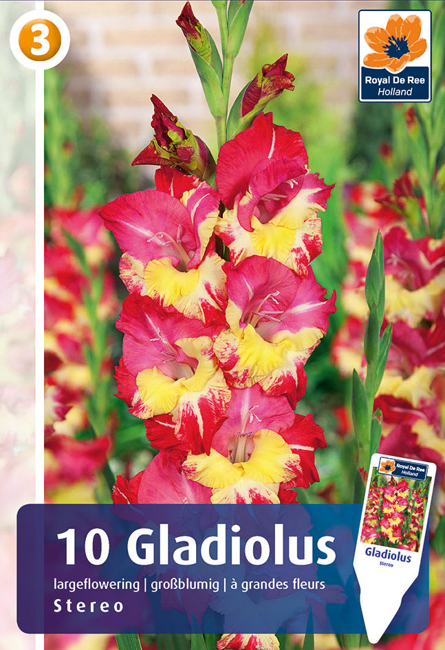 Gladiolo Grandiflora Stereo