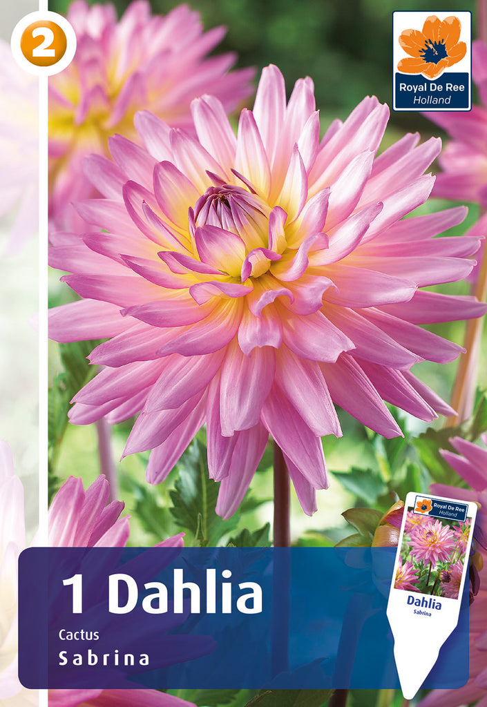 Dahlia Cactus Sabrina