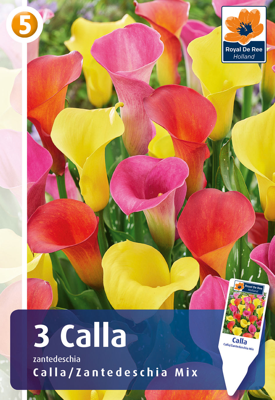 Calla Viola Bulbi di Calla. Acquistali adesso online | Sgaravatti Shop
