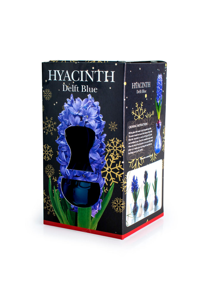 » Vasetto Giacinti Blu misura 15/16 (100% off)