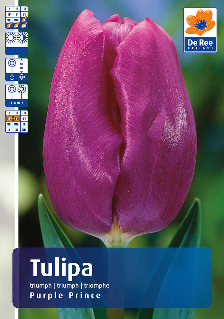 Triumph Tulip Purple Prince