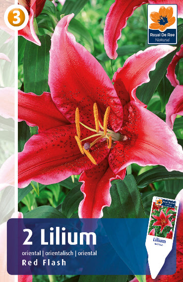 Lilium Orientale Red Flash