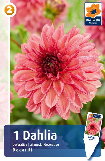 Dahlia Decorativa Bacardi