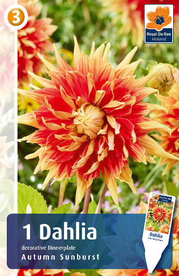 Dahlia Decorativa Autumn Sunburst