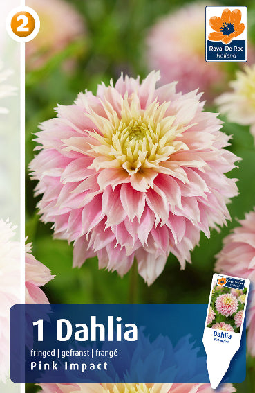 Dahlia Decasplit Pink Impact