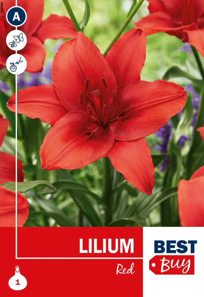 Lilium Asiatico Red