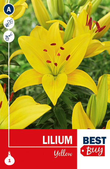 Lilium Asiatico Yellow