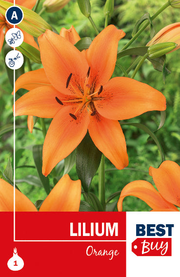 Lilium Asiatico Orange