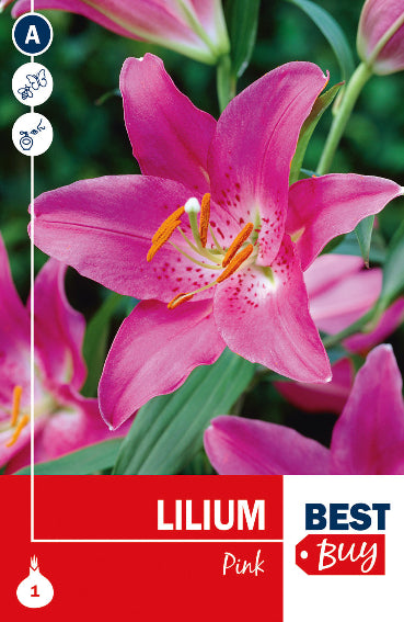 Lilium Asiatico Pink