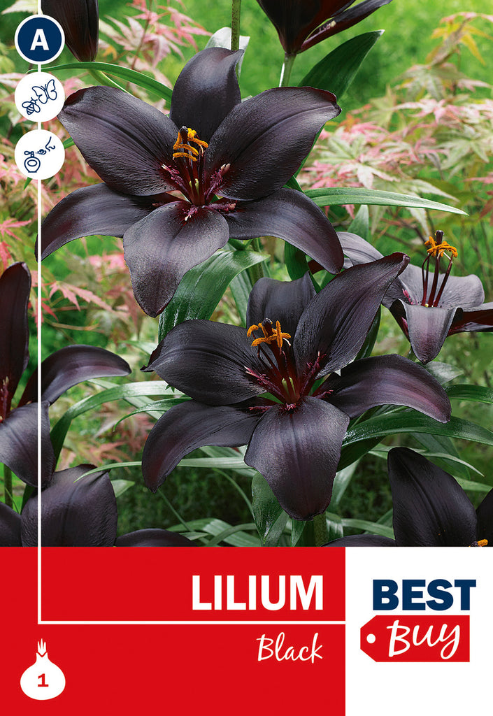 Lilium Asiatico Black