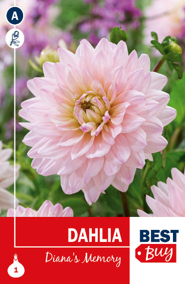 Dahlia Decorativa Diana's Memory