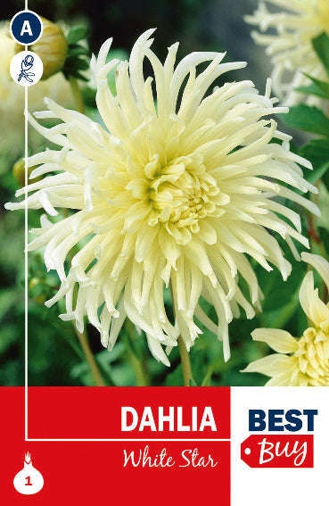 Dahlia Cactus White Star