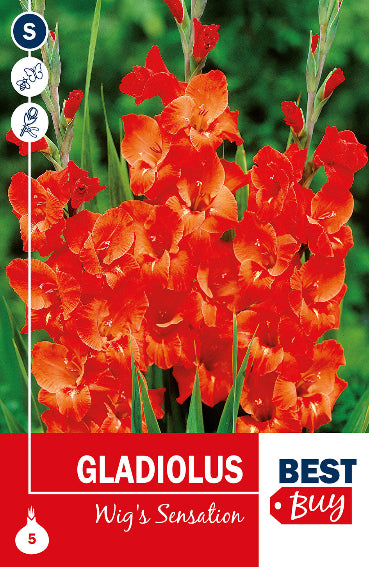 Gladiolo Grandiflora Wig's Sensation