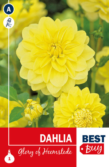 Dahlia Decorativa Glory of Heemstede