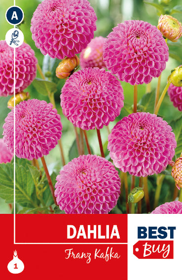 Dahlia Pompon/Ball Franz Kafka