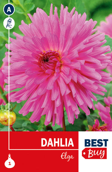 Dahlia Cactus Elga