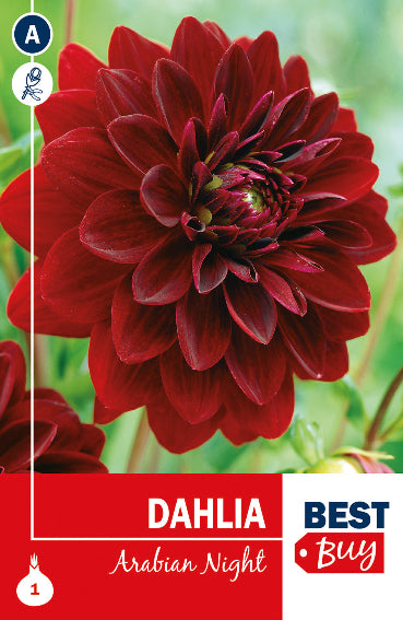 Dahlia Decorativa Arabian Night